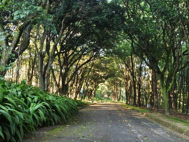 Área verde arborizada para passeio na Pampulha